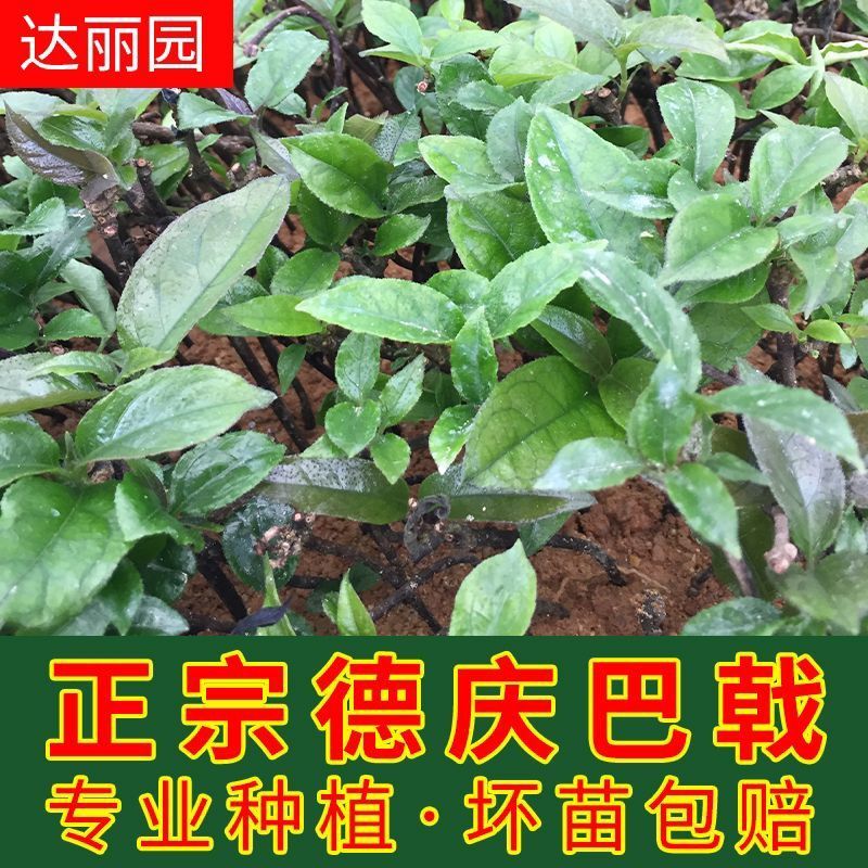 巴戟天种苗鸡肠凤种苗红蕊根须多正宗肇庆高要产地发货种苗