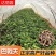 巴戟天种苗鸡肠凤种苗红蕊根须多正宗肇庆高要产地发货种苗