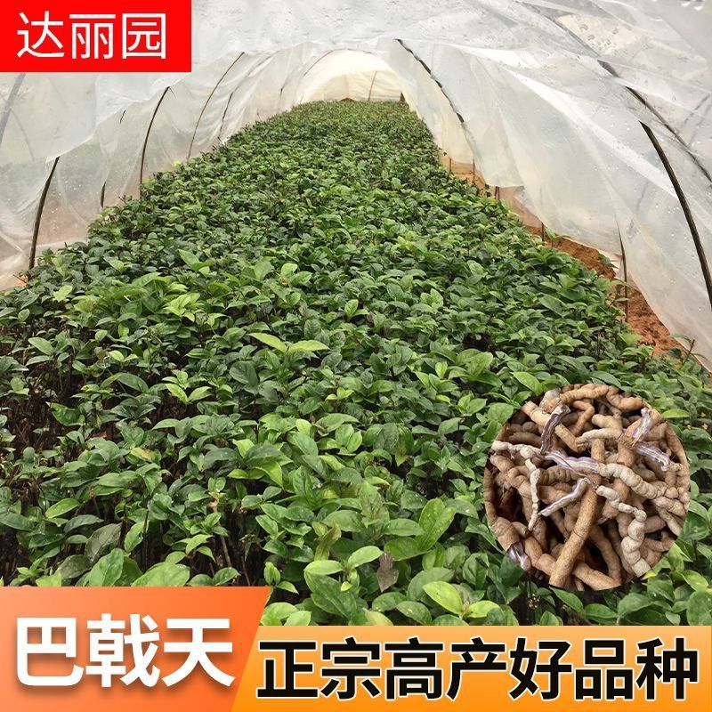 巴戟天种苗鸡肠凤种苗红蕊根须多正宗肇庆高要产地发货种苗