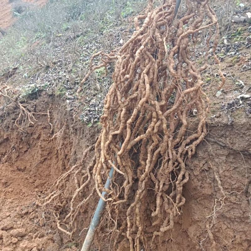 巴戟天种苗鸡肠凤种苗红蕊根须多正宗肇庆高要产地发货种苗