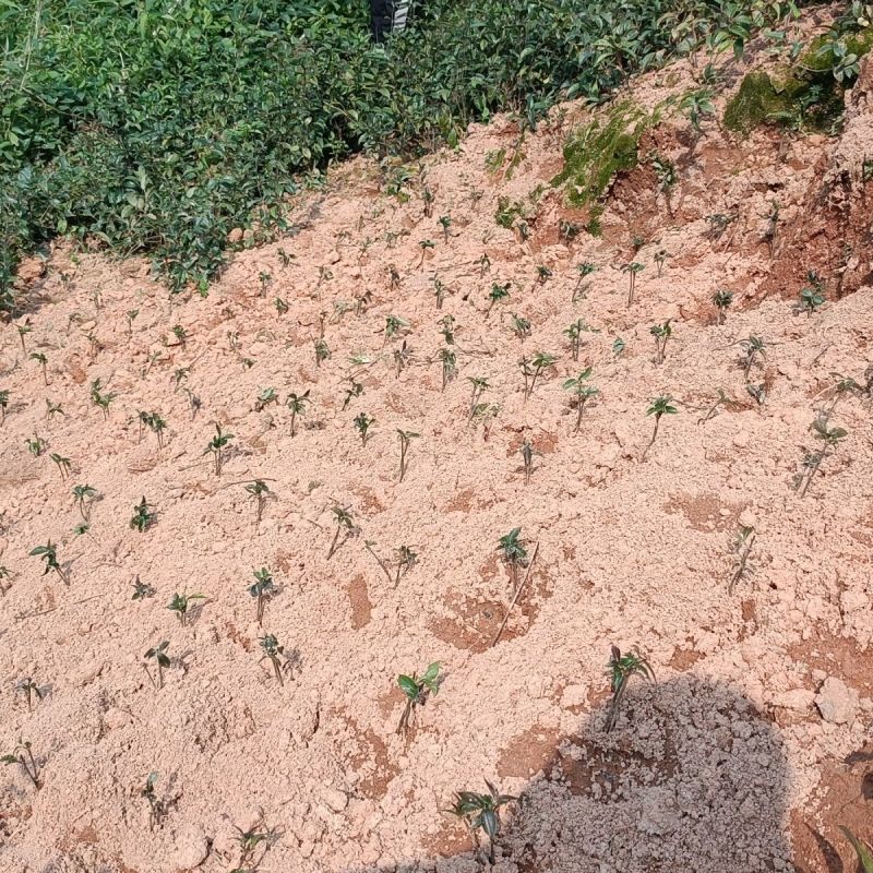 巴戟天种苗鸡肠凤种苗红蕊根须多正宗肇庆高要产地发货种苗