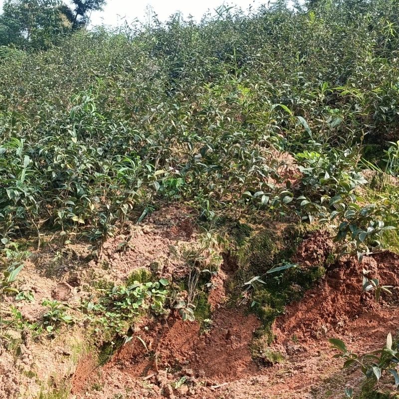 巴戟天种苗鸡肠凤种苗红蕊根须多正宗肇庆高要产地发货种苗
