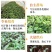 巴戟天种苗鸡肠凤种苗红蕊根须多正宗肇庆高要产地发货种苗