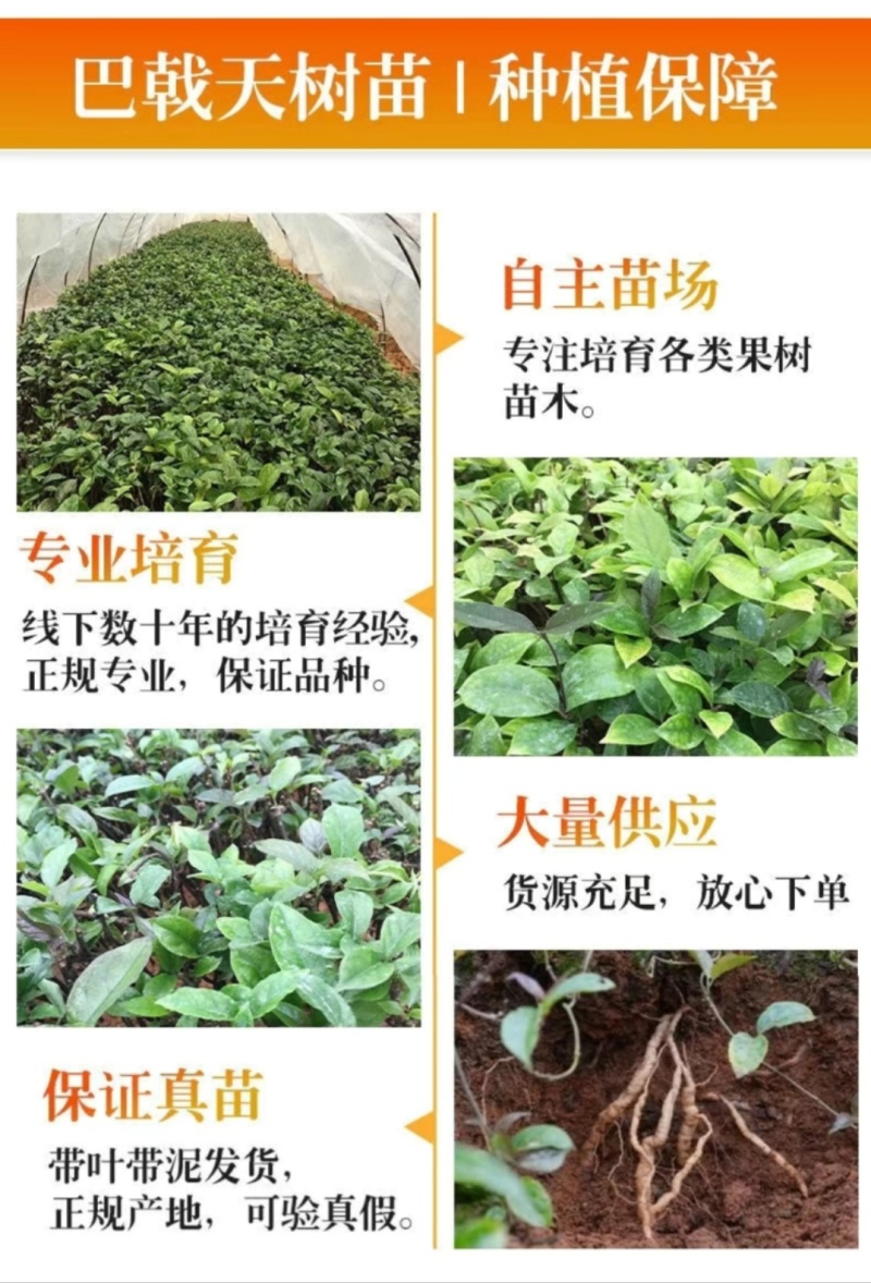 巴戟天种苗鸡肠凤种苗红蕊根须多正宗肇庆高要产地发货种苗