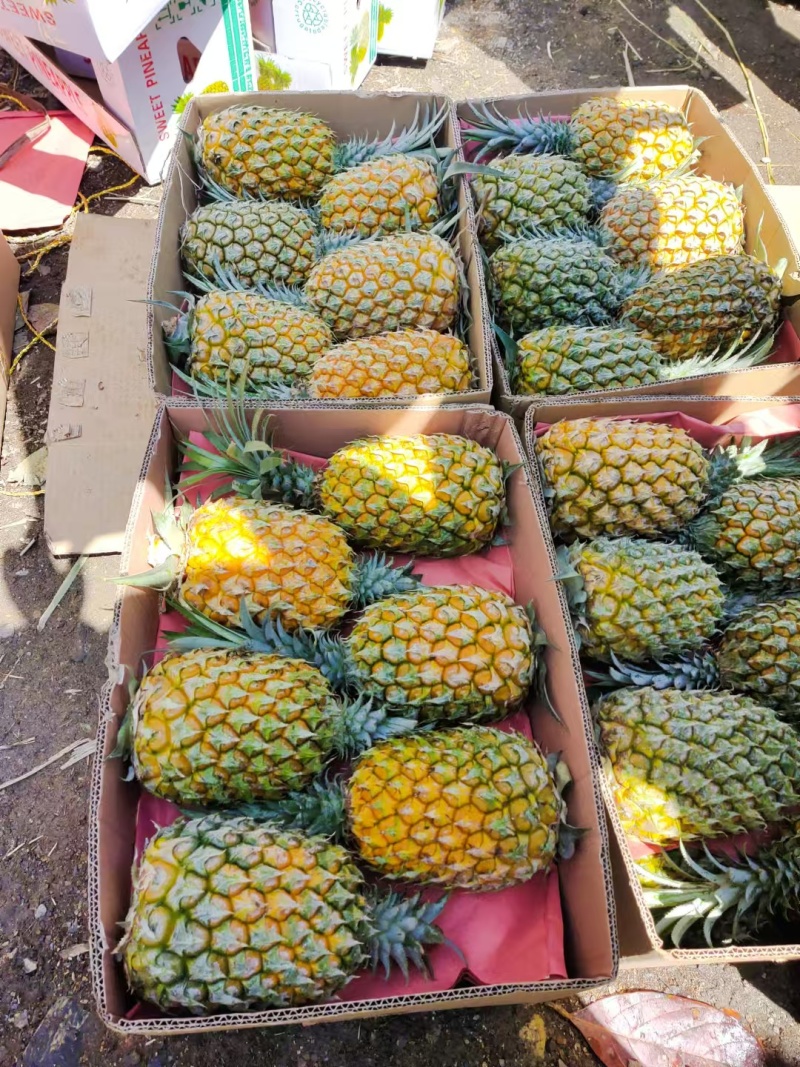 菠萝全国各地可以发