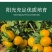 正宗德庆皇帝柑嫁接苗基地现货现挖现发广西贡柑苗技术指导