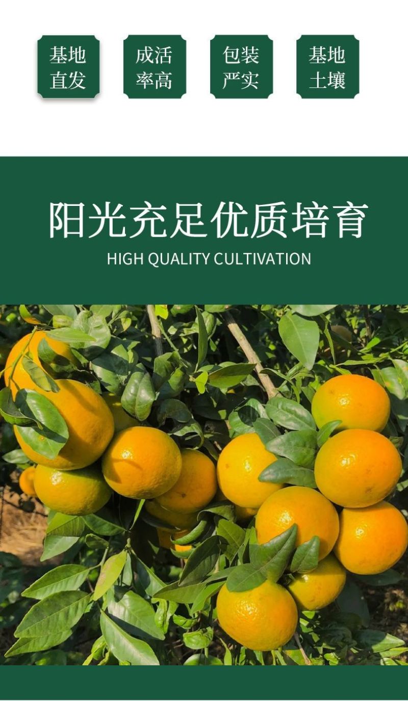 正宗德庆皇帝柑嫁接苗基地现货现挖现发广西贡柑苗技术指导