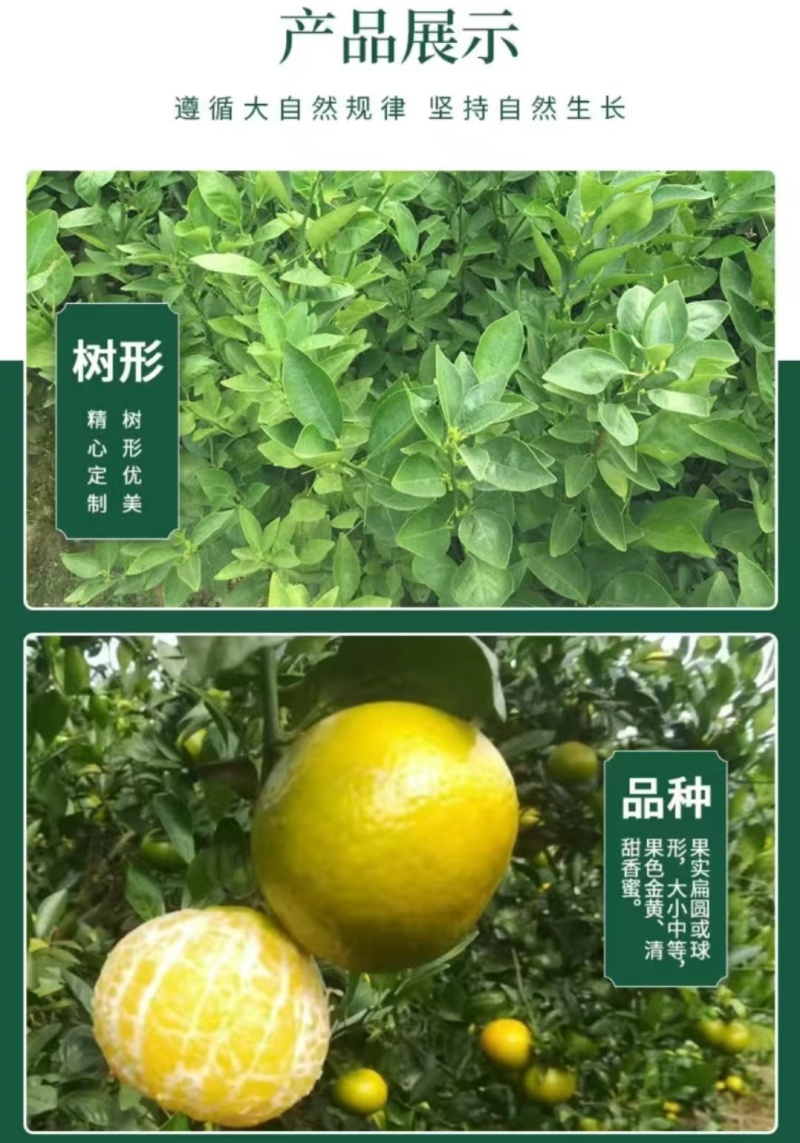 正宗德庆皇帝柑嫁接苗基地现货现挖现发广西贡柑苗技术指导