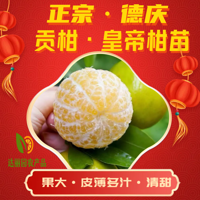 正宗德庆皇帝柑嫁接苗基地现货现挖现发广西贡柑苗技术指导