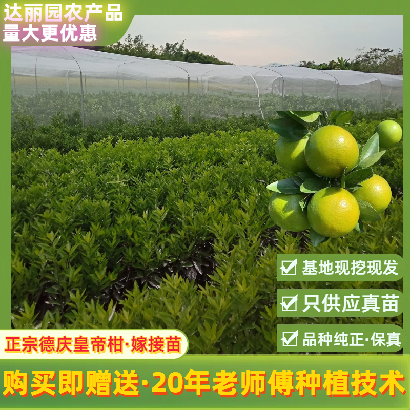 正宗德庆皇帝柑嫁接苗基地现货现挖现发广西贡柑苗技术指导