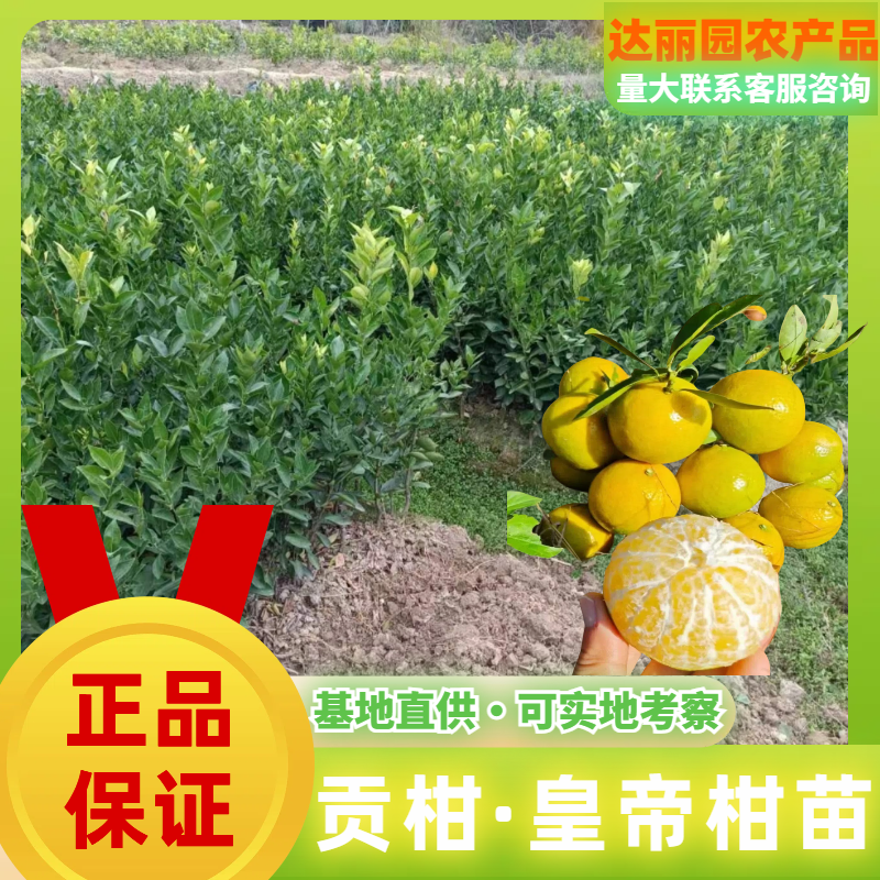 正宗德庆皇帝柑嫁接苗基地现货现挖现发广西贡柑苗技术指导