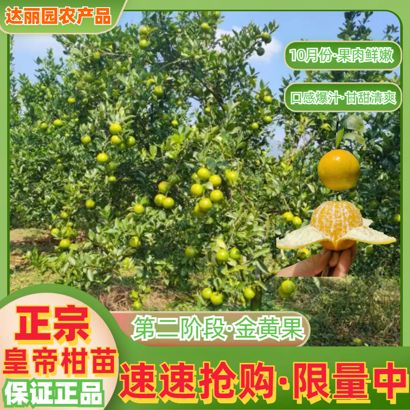 正宗德庆皇帝柑嫁接苗基地现货现挖现发广西贡柑苗技术指导