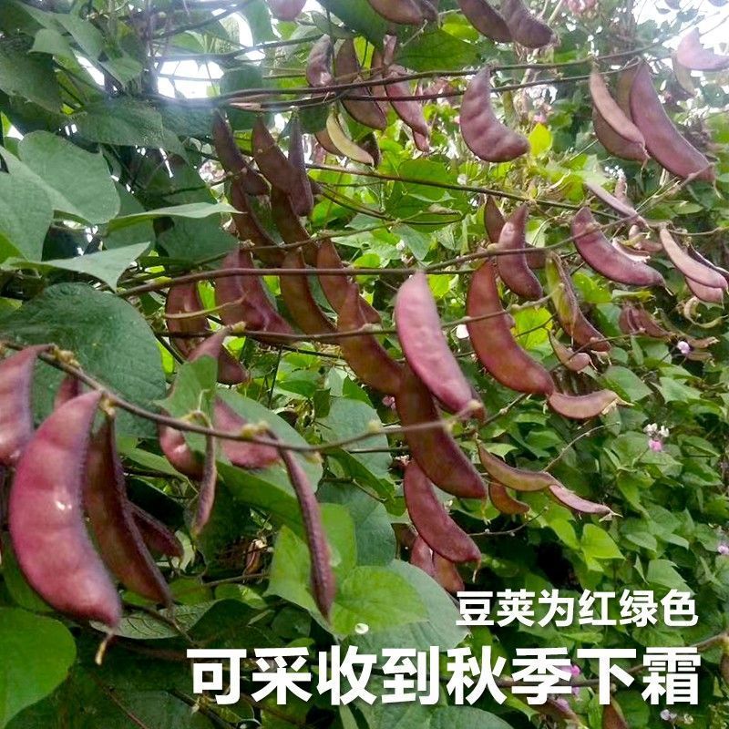 彩虹早熟扁豆种子荚红绿厚肉高产抗逆采收期长农家春夏播