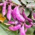 万帮红霞早熟扁豆种子结荚多耐老豆角眉豆种籽农家庭院春季蔬