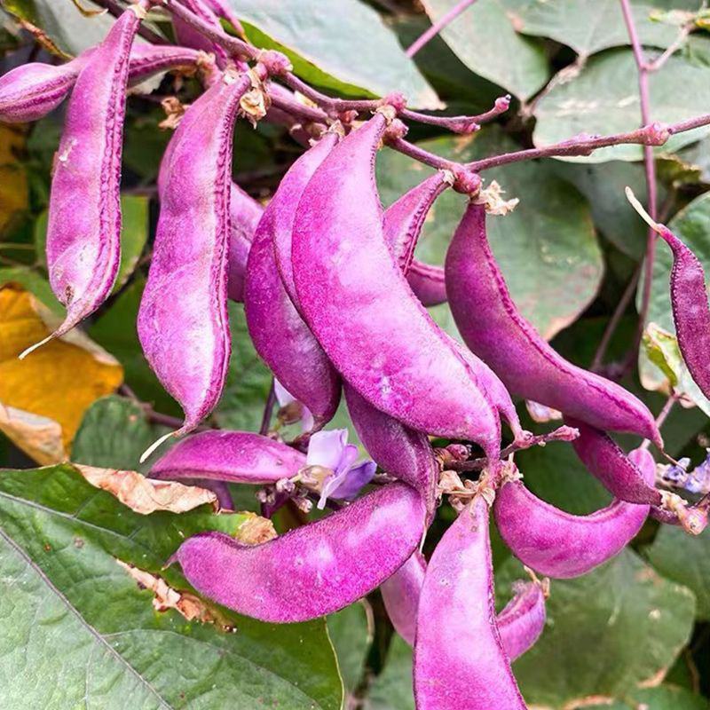 万帮红霞早熟扁豆种子结荚多耐老豆角眉豆种籽农家庭院春季蔬