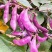 万帮红霞早熟扁豆种子结荚多耐老豆角眉豆种籽农家庭院春季蔬