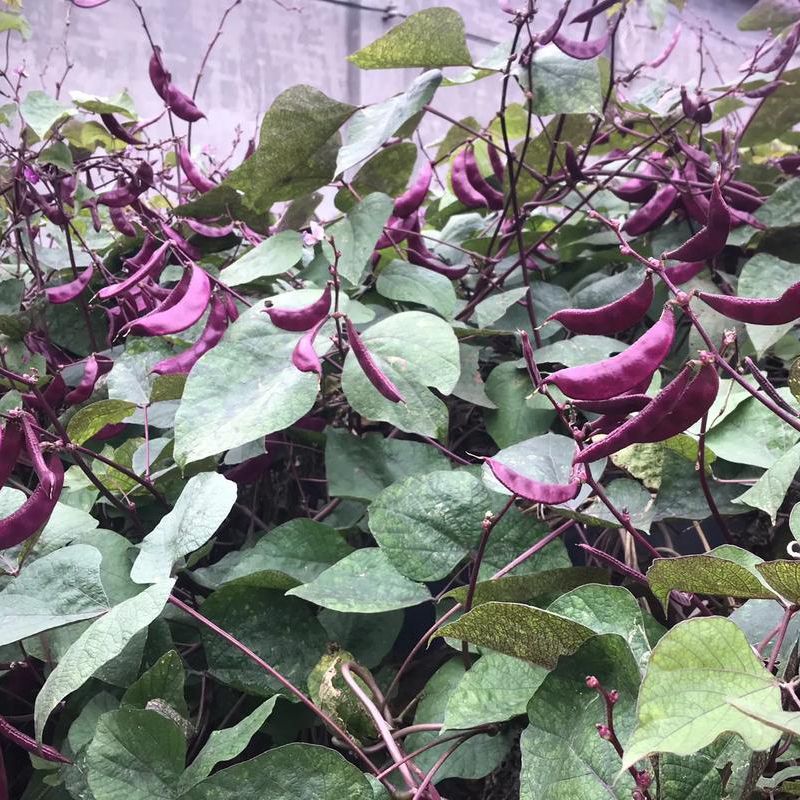 万帮红霞早熟扁豆种子结荚多耐老豆角眉豆种籽农家庭院春季蔬