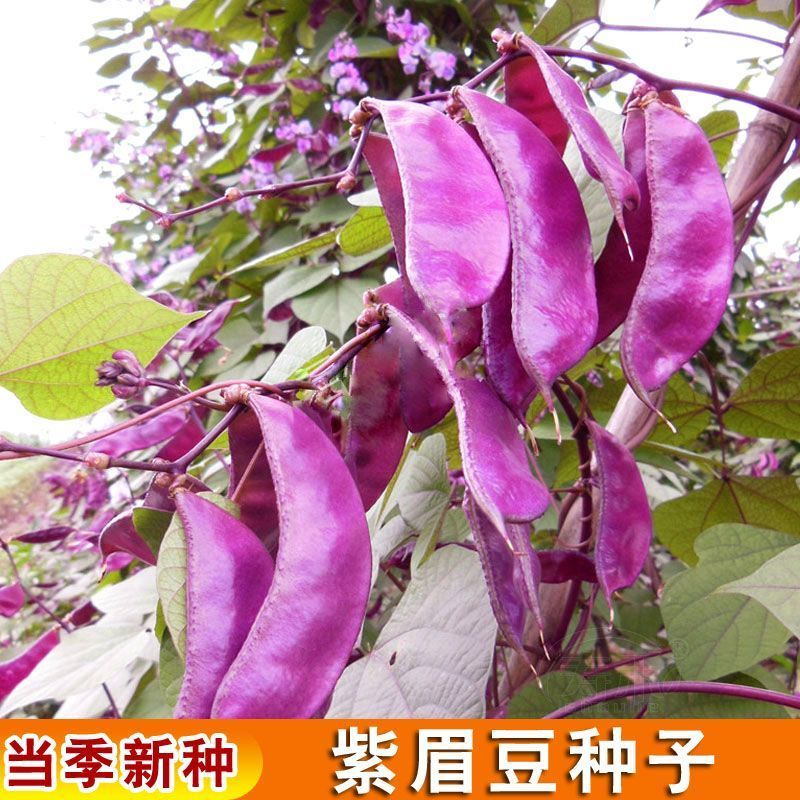 万帮红霞早熟扁豆种子结荚多耐老豆角眉豆种籽农家庭院春季蔬