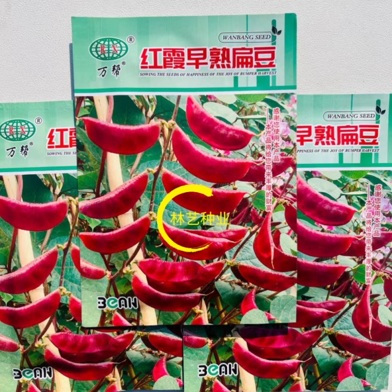万帮红霞早熟扁豆种子结荚多耐老豆角眉豆种籽农家庭院春季蔬