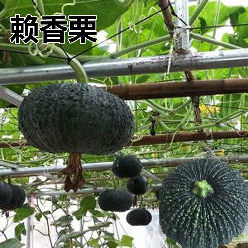 赖香栗南瓜种子杂交一代鳄鱼南瓜种籽香甜春秋季高产抗病蔬菜