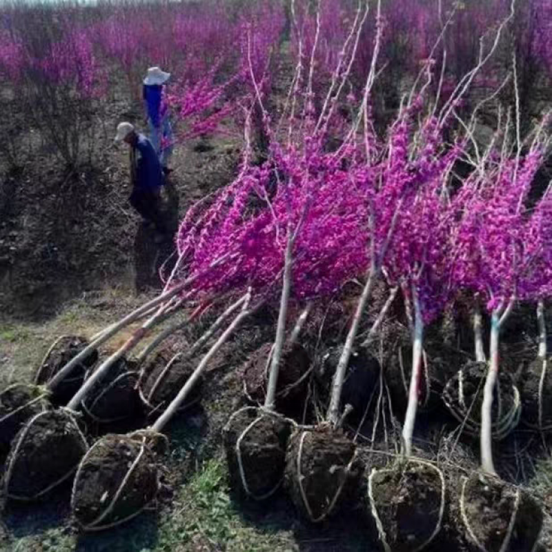 紫荆苗，紫荆花树苗庭院开花紫荆树苗耐寒绿化工程苗南北方种