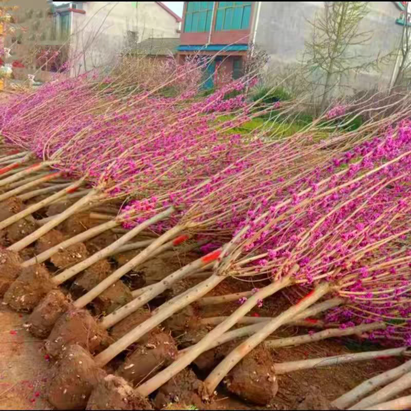紫荆苗，紫荆花树苗庭院开花紫荆树苗耐寒绿化工程苗南北方种