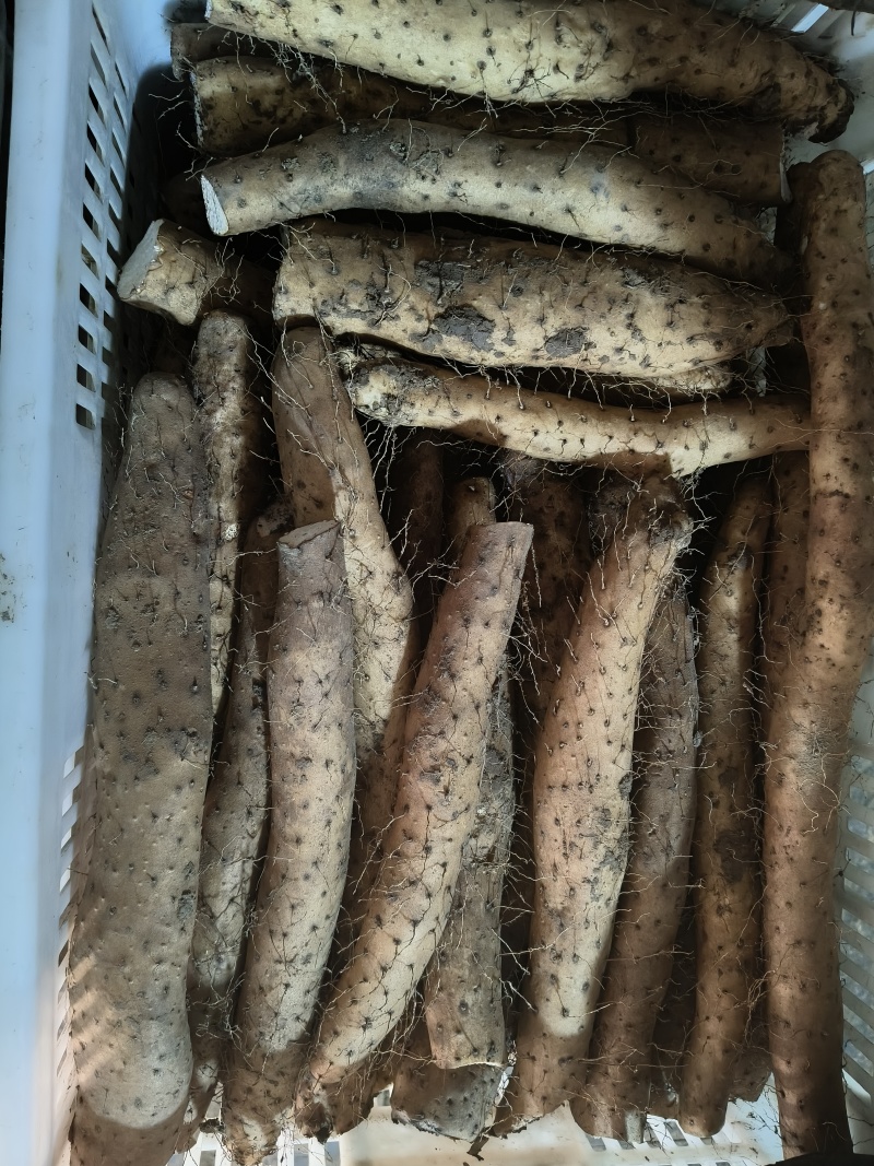 白玉牛腿山药小货