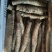 白玉牛腿山药小货