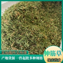 【新货颜色青正品】伸筋草过筛干货舒筋草伸筋草实物拍摄