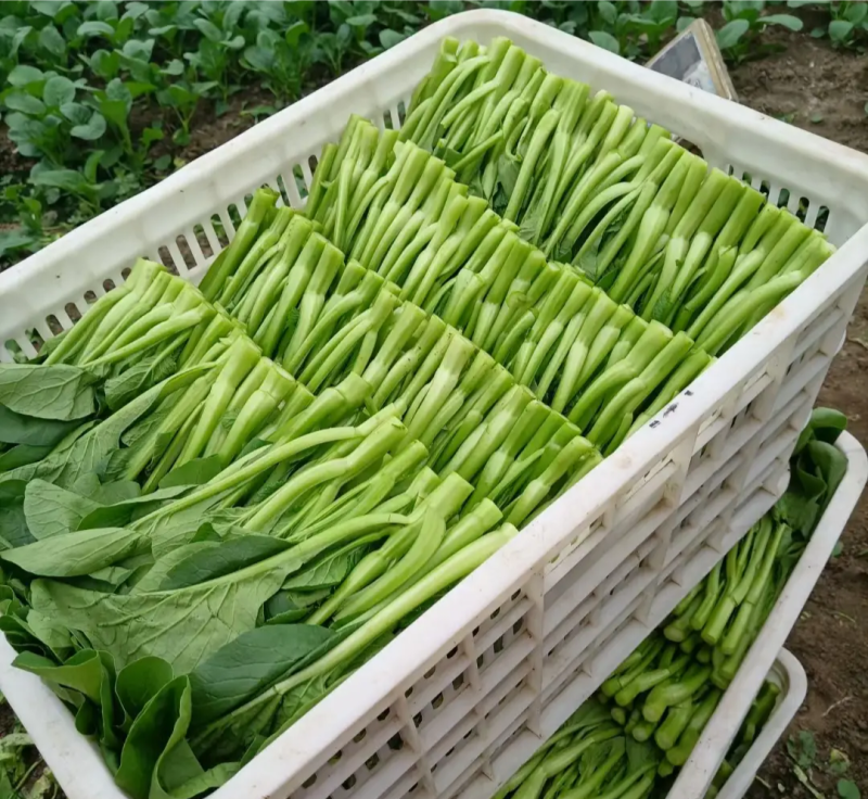 广东菜心