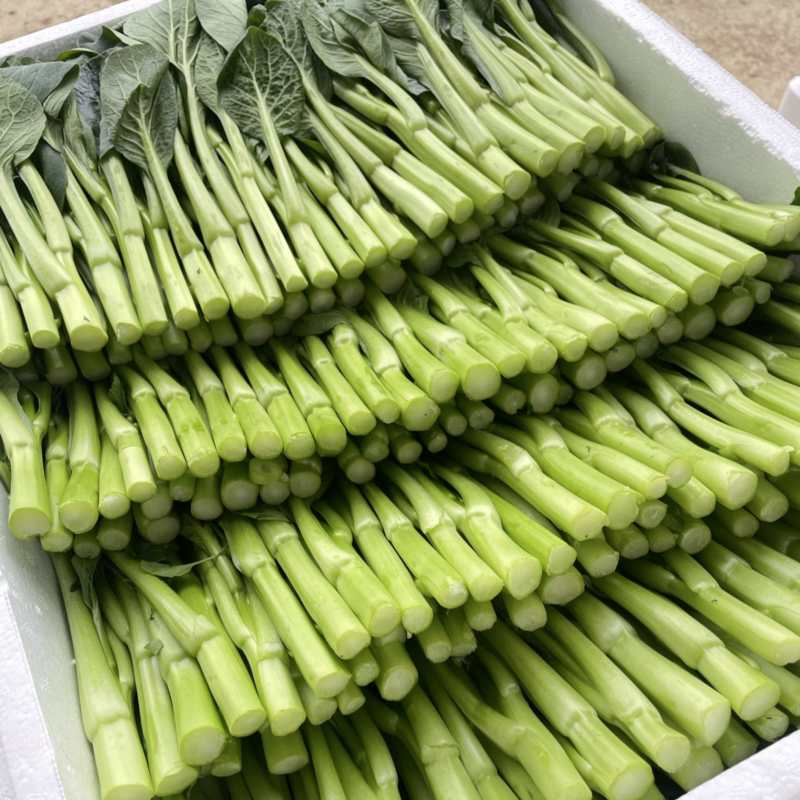 广东菜心大量批发，长期有货