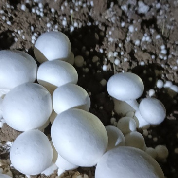 各种等级双孢菇各种等级双孢菇多年老基地