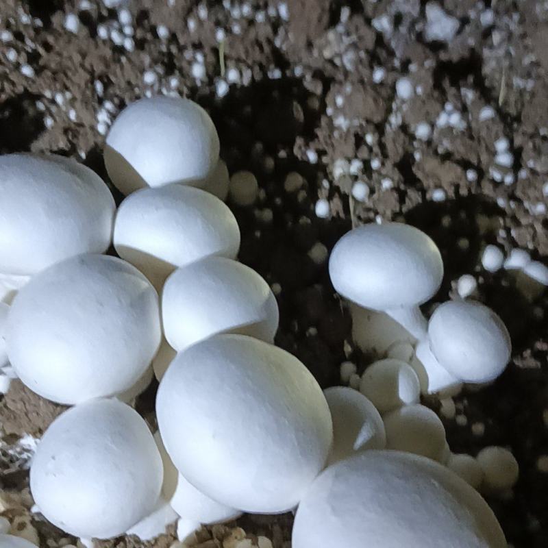 各种等级双孢菇各种等级双孢菇多年老基地