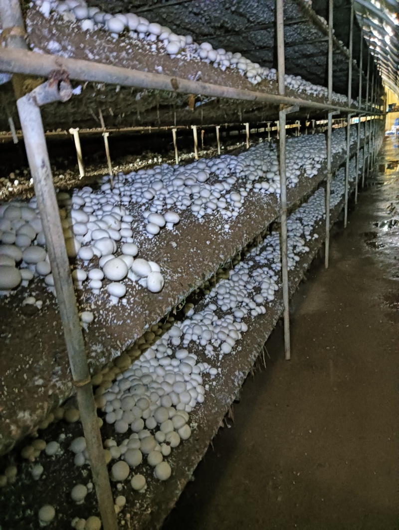 各种等级双孢菇各种等级双孢菇多年老基地