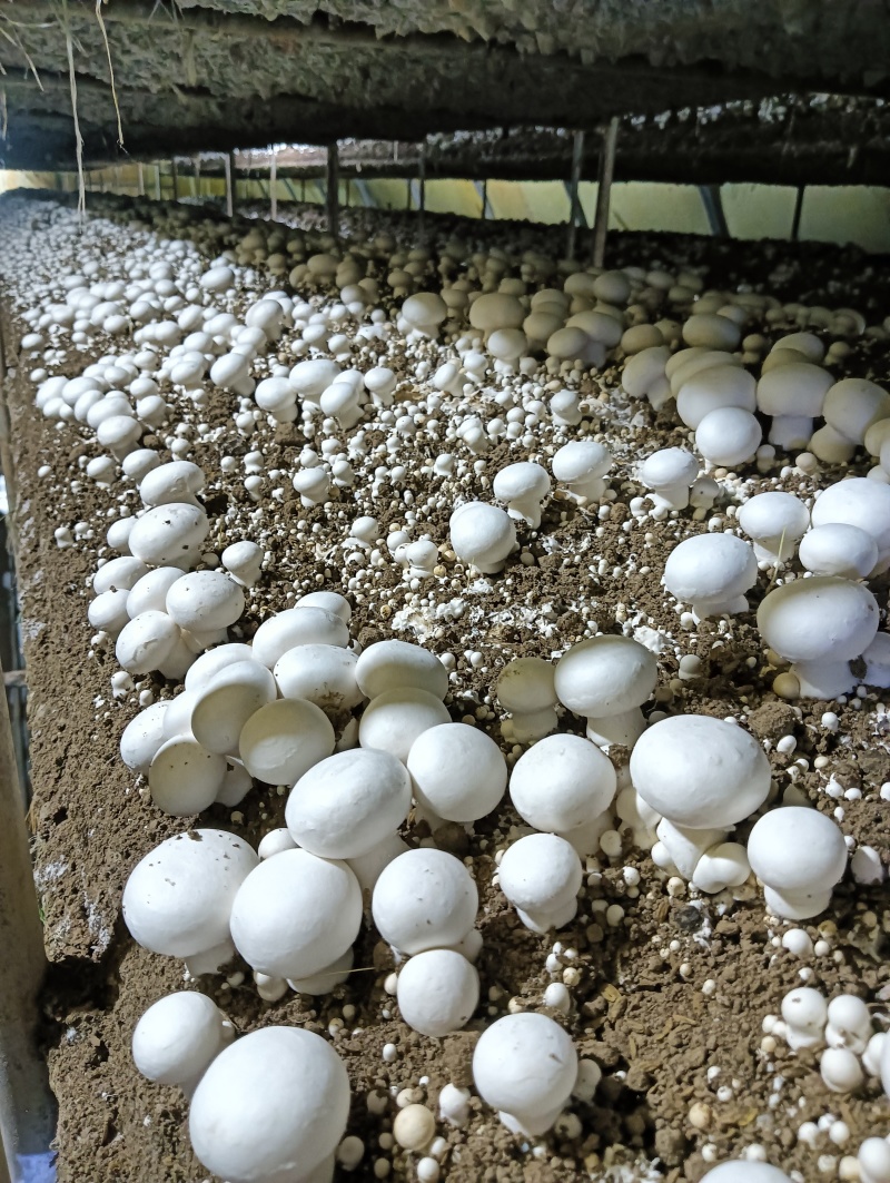 各种等级双孢菇各种等级双孢菇多年老基地