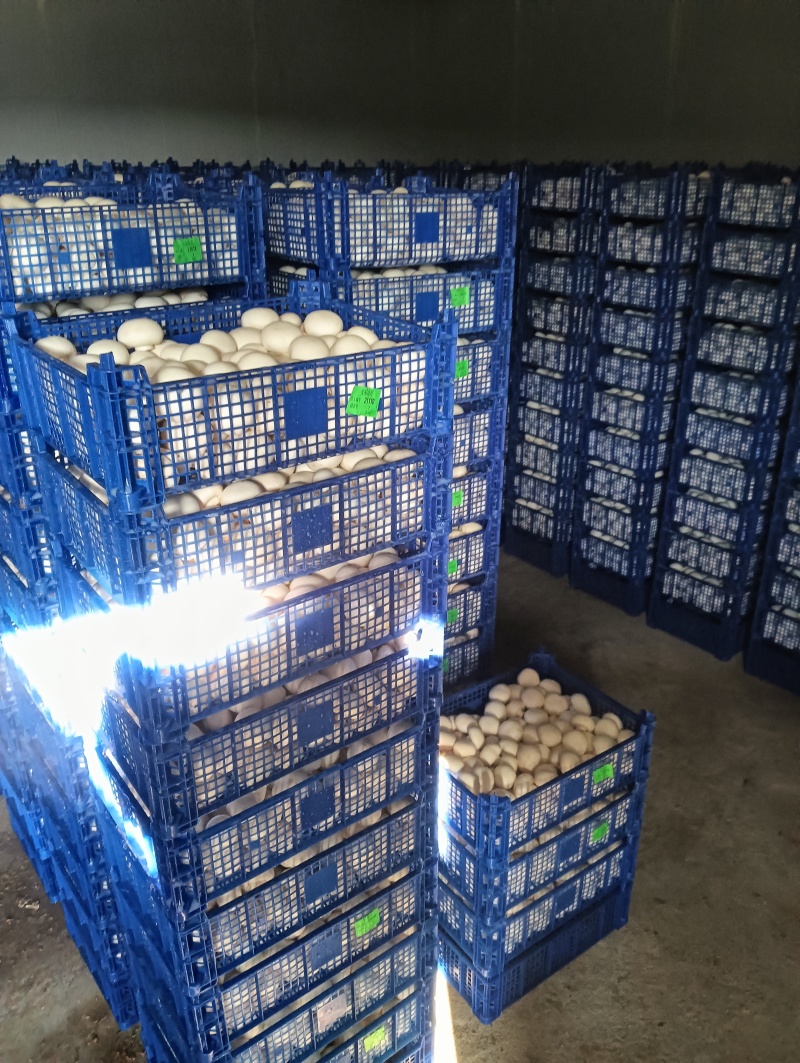 各种等级双孢菇各种等级双孢菇多年老基地