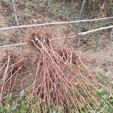 蜂糖李，一年苗，两年苗，正宗贵州六马蜂糖李