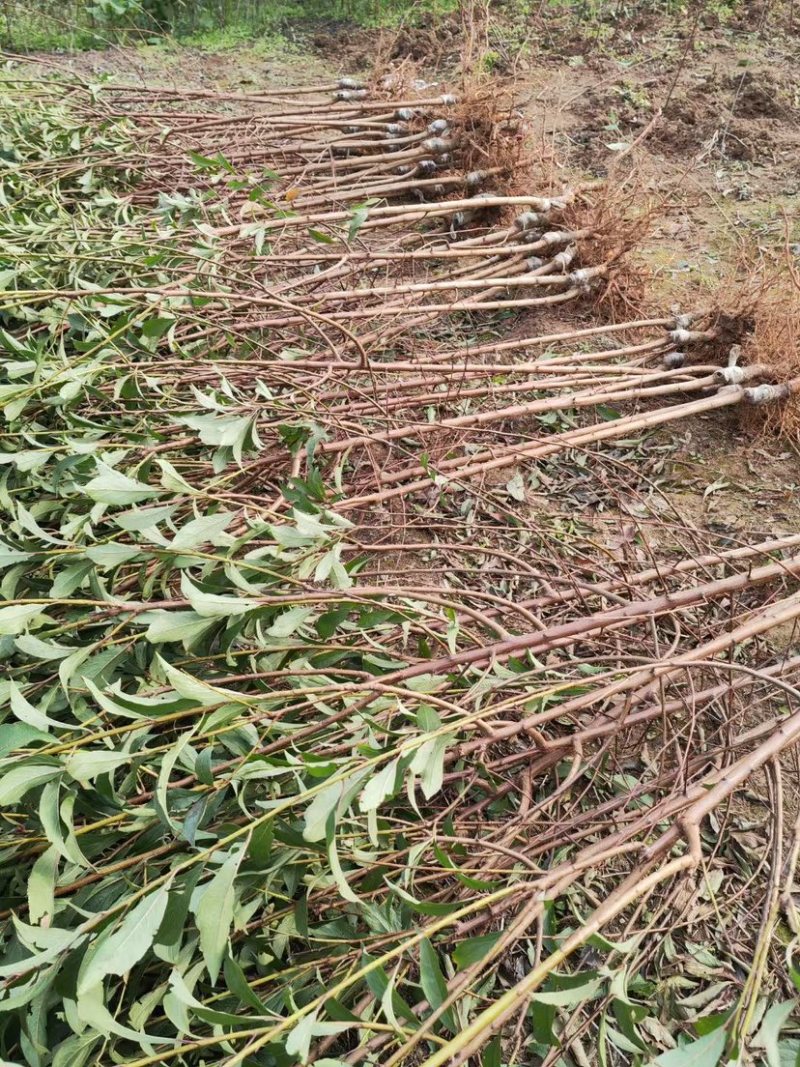 蜂糖李，一年苗，两年苗，正宗贵州六马蜂糖李