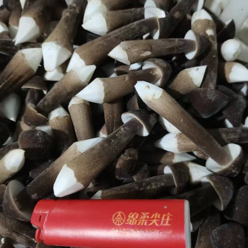 基地自种自产自销！鲜品黑鸡枞，每天大量有货一件代发