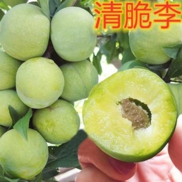 青脆李，一年苗