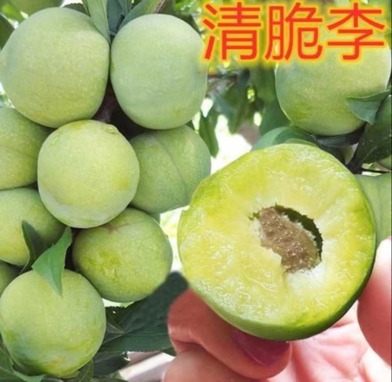 青脆李，一年苗