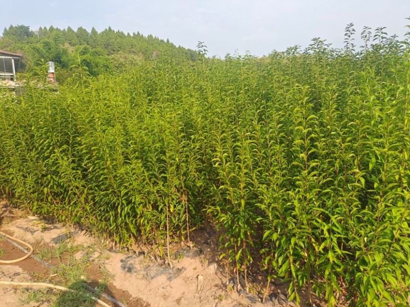 青脆李，一年苗