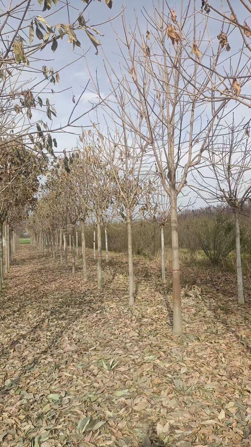 七叶树基地直发各种规格价格优惠欢迎来电咨询