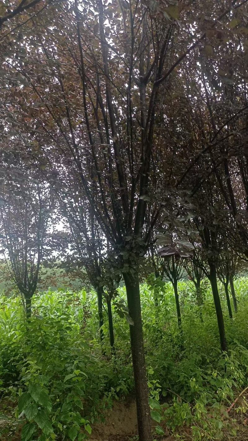 紫叶李基地直发货源充足价格优惠欢迎来电咨询