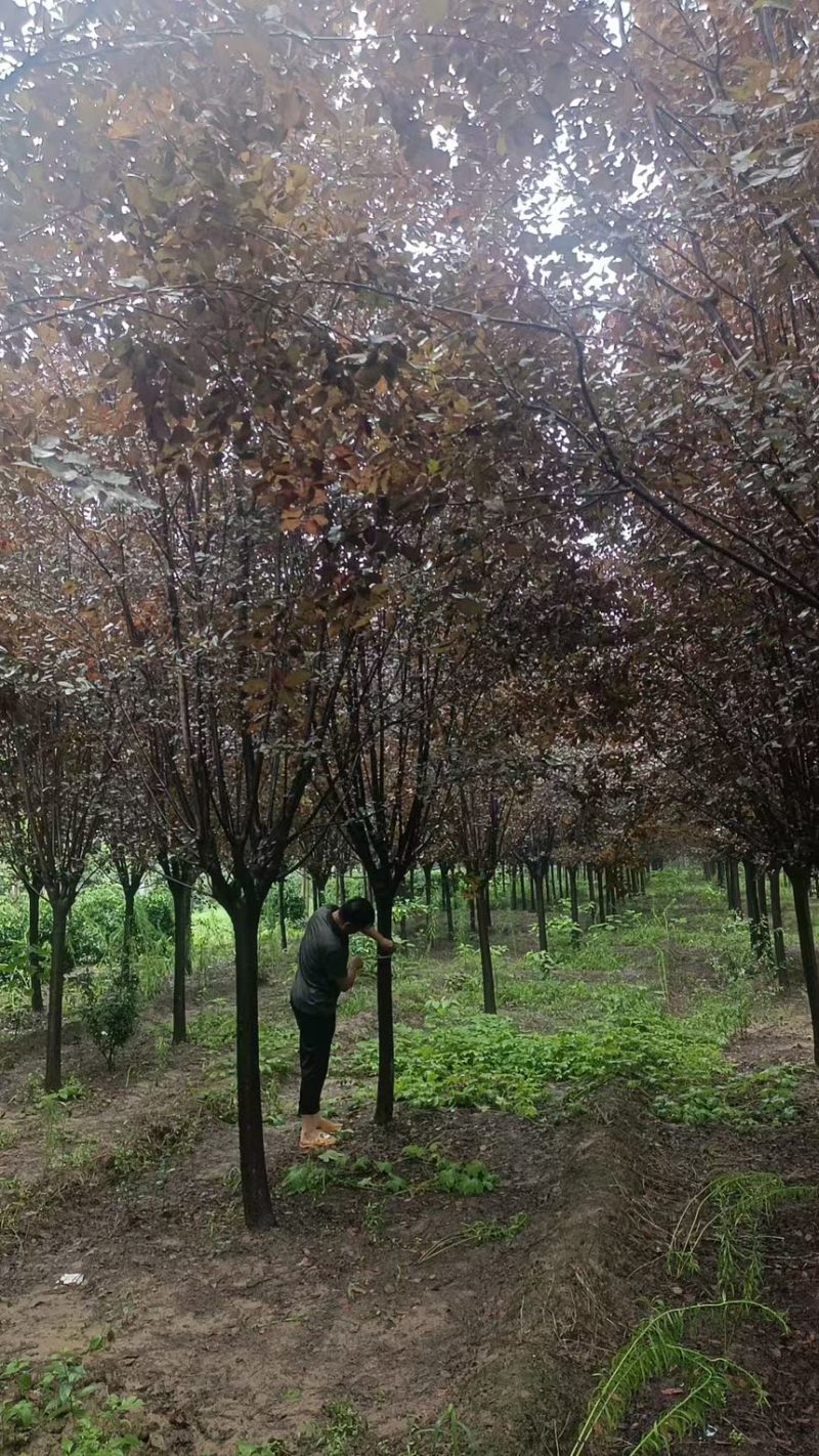 紫叶李基地直发货源充足价格优惠欢迎来电咨询