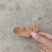 野生土茯苓，红肉，白肉的都有几千吨