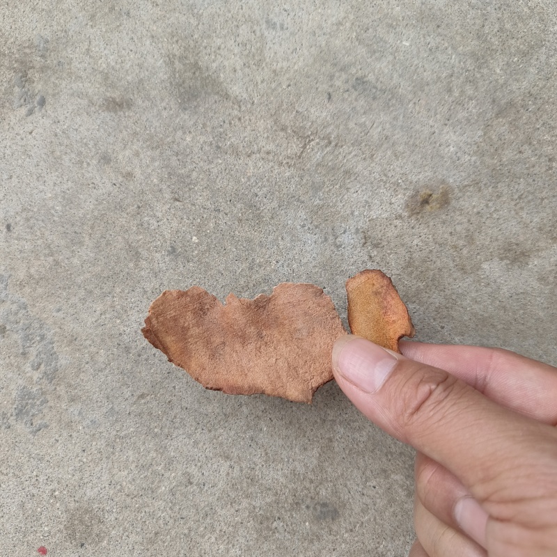 野生土茯苓，红肉，白肉的都有几千吨