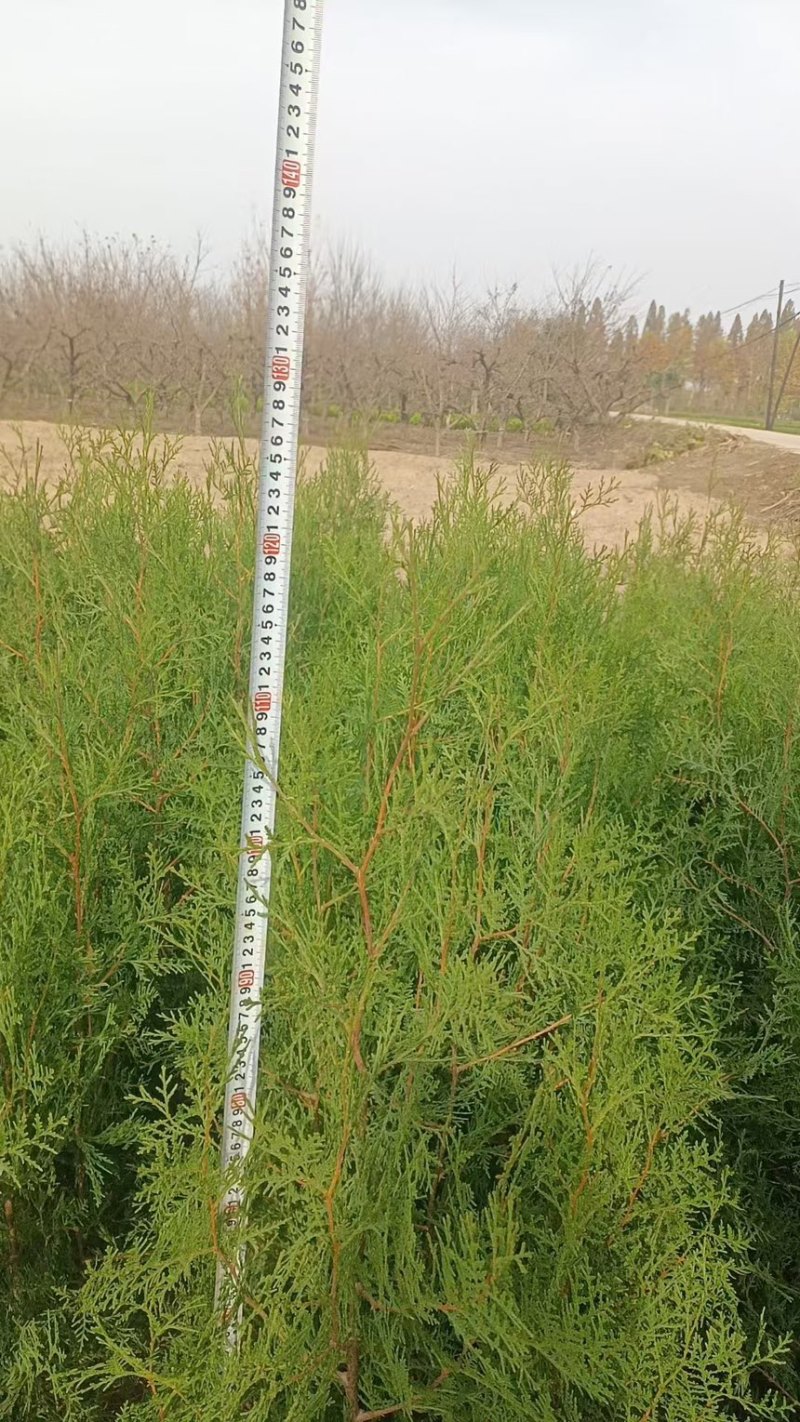 侧柏基地直发货源充足规格齐全欢迎采购