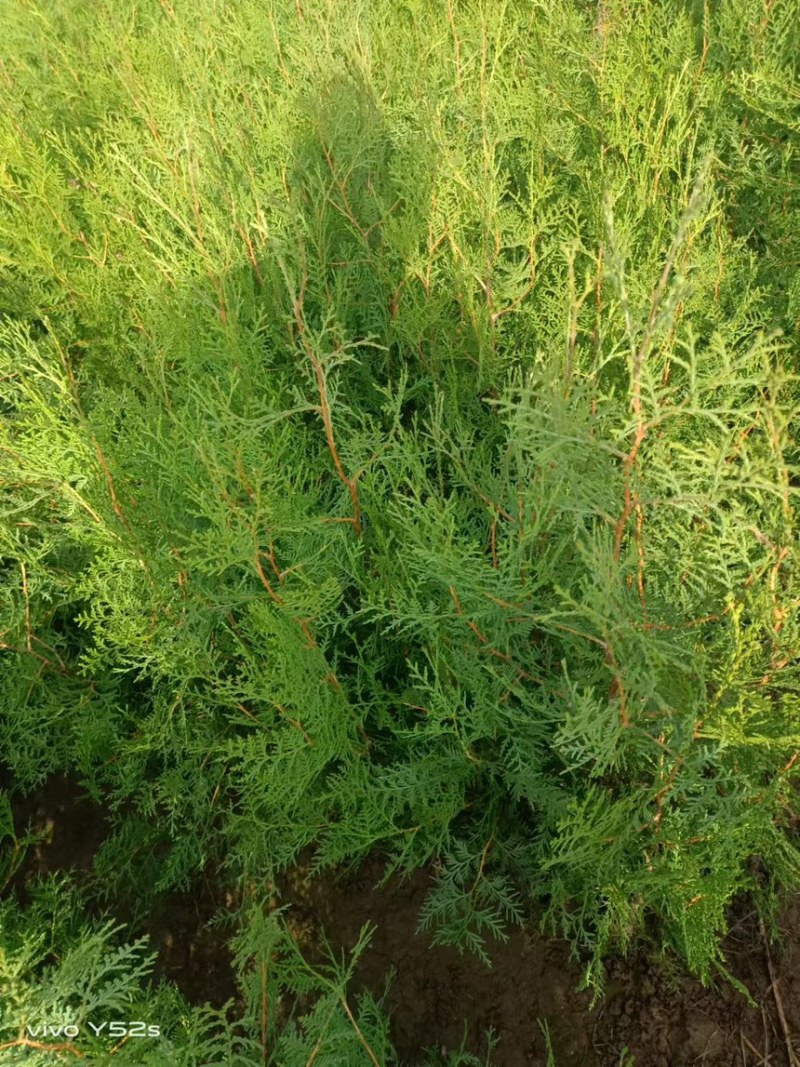侧柏基地直发货源充足规格齐全欢迎采购