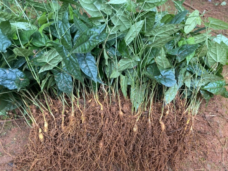 金果榄苗青牛胆苗地苦胆苗金果榄山慈姑